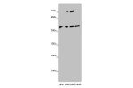 Western blot<br />
All lanes: ANGPTL2 antibody at 8ug/ml<br />
Lane 1 : Mouse spleen tissue<br />
Lane 2 : K562 whole cell lysate<br />
Lane 3 : Hela whole cell lysate<br />
Lane 4 : A549 whole cell lysate<br />
Secondary<br />
Goat polyclonal to rabbit I