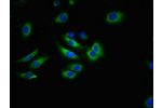 Immunofluorescent analysis of A549 cells using CSB-PA891568LA01HU at a dilution of 1:100 and Alexa Fluor 488-congugated AffiniPure Goat Anti-Rabbit IgG(H+L)