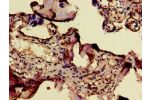 Immunohistochemistry of paraffin-embedded human placenta tissue using CSB-PA891578LA01HU at dilution of 1:100