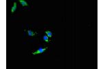 Immunofluorescent analysis of Hela cells using CSB-PA891717LA01HU at a dilution of 1:100 and Alexa Fluor 488-congugated AffiniPure Goat Anti-Rabbit IgG(H+L)