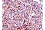 Immunohistochemistry of paraffin-embedded human pancreatic tissue using CSB-PA891719LA01HU at dilution of 1:100