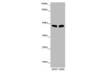 Western blot<br />
All lanes: FBL21 antibody at 10 ug/ml<br />
Lane 1 : Mouse heart tissue<br />
Lane 2 : Mouse skeletal muscle tissue<br />
Secondary<br />
Goat polyclonal to rabbit IgG at 1/10000 dilution<br />
Predicted band size: 49 kDa<br />
Observed