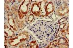 Immunohistochemistry of paraffin-embedded human kidney tissue using CSB-PA891988LA01HU at dilution of 1:100