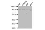 Western Blot<br />
Positive WB detected in:U87 whole cell lysate,NIH/3T3 whole cell lysate,293 whole cell lysate,MCF-7 whole cell lysate<br />
All lanes:CDH9 antibody at 2.4