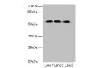 Western blot<br />
All lanes: FZR1 antibody at 6ug/ml<br />
Lane 1 : Hela whole cell lysate<br />
Lane 2 : Jurkat whole cell lysate<br />
Lane 3 : 293T whole cell lysate<br />
Secondary<br />
Goat polyclonal to Rabbit IgG at 1/10000 dilution<br />
Predict