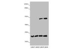 Western blot<br />
All lanes: B9D1 antibody at 6.61 ug/ml<br />
Lane 1 : Mouse lung tissue<br />
Lane 2 : Mouse gonadal tissue<br />
Lane 3 : Hela whole cell lysate<br />
Lane 4 : 293T whole cell lysate<br />
Secondary<br />
Goat polyclonal to rabbit IgG 
