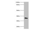 Western blot<br />
All lanes:Collectin-10 antibody at 2ug/ml+mouse liver tissue<br />
Secondary<br />
Goat polyclonal to rabbit at 1/10000 dilution<br />
Predicted band size: 31kDa<br />
Observed band size: 31kDa<br />