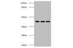 Western blot<br />
All lanes:Endoplasmic reticulum-Golgi intermediate compartment protein 3 antibody at 2ug/ml<br />
Lane 1:HepG2 whole cell lysate<br />
Lane 2:293T whole cell lysate<br />
Lane 3:Hela whole cell lysate<br />
Lane 4:mcf-7 whole cell lysat