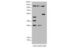 Western blot<br />
All lanes: CORIN antibody at 3.78 ug/ml<br />
Lane 1 : Rat heart tissue<br />
Lane 2 : Mouse liver tissue<br />
Lane 3 : HepG-2 whole cell lysate<br />
Secondary<br />
Goat polyclonal to rabbit IgG at 1/10000 dilution<br />
Predicted ba