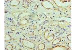 Immunohistochemistry of paraffin-embedded human kidney using CSB-PA897084LA01HU at dilution 1:100