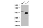 Western Blot<br />
Positive WB detected in:Mouse heart tissue,Mouse liver tissue<br />
All lanes:COQ6 antibody at 3