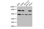 Western Blot<br />
Positive WB detected in:A549 whole cell lysate,HepG2 whole cell lysate,Mouse skeletal muscle tissue,Rat heart tissue<br />
All lanes:ASB4 antibody at 3