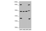 Western blot<br />
All lanes: BCS1L antibody at 3.07 ug/ml<br />
Lane 1 : Mouse liver tissue<br />
Lane 2 : A549 whole cell lysate<br />
Lane 3 : 293T whole cell lysate<br />
Lane 4 : Hela whole cell lysate<br />
Secondary<br />
Goat polyclonal to rabbit 