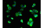 Immunofluorescent analysis of A431 cells using CSB-PA897489LA01HU at a dilution of 1:100 and Alexa Fluor 488-congugated AffiniPure Goat Anti-Rabbit IgG(H+L)