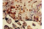 Immunohistochemistry of paraffin-embedded human placenta tissue using CSB-PA897524LA01HU at dilution of 1:100