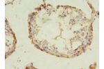 Immunohistochemistry of paraffin-embedded human testis tissue using CSB-PA897539LA01HU at dilution 1:100