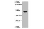 Western blot<br />
All lanes: ACTL7B antibody at 0.2ug/ml+Mouse gonadal tissue<br />
Goat polyclonal to rabbit at 1/10000 dilution<br />
Predicted band size: 45 kDa<br />
Observed band size: 45 kDa<br />