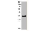 Western Blot analysis of MOUSE-BRIAN cells using Antibody diluted at 2000. Secondary antibody  was diluted at 1:20000