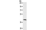 Gel: 8%SDS-PAGE,Lysate: 40 