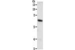 Gel: 10%SDS-PAGE, Lysate: 50 