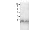 Gel: 12%SDS-PAGE, Lysate: 40 
