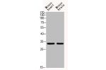 Western blot analysis of MOUSE-HEART MOUSE-BRAIN using Acetyl-TAL1/2 (K221/K222/K36/K37) antibody. Antibody was diluted at 1:500. Secondary antibody  was diluted at 1:20000