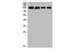 Western Blot analysis of 1,mouse-kidney 2,mouse-heart 3,3T3 4,Hela  cells using primary antibody diluted at 1:500(4