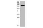 Western Blot analysis of HEPG2 cells using Antibody diluted at 800. Secondary antibody  was diluted at 1:20000