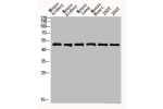 Western blot analysis of mouse-kidney lysate, antibody was diluted at 2000. Secondary antibody  was diluted at 1:20000