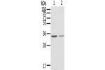 Gel: 12%SDS-PAGE, Lysate: 50 