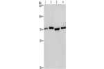 Gel: 6%SDS-PAGE, Lysate: 40 