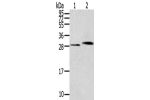 Gel: 12%SDS-PAGE,Lysate: 40 