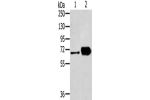 Gel: 8%SDS-PAGE, Lysate: 40 