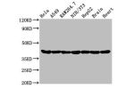 Western Blot<br />
Positive WB detected in:Hela whole cell lysate,A549 whole cell lysate,Raw264.7 whole cell lysate,NIH/3T3 whole cell lysate,HepG2 whole cell lysate,Rat brain tissue,Rat heart tissue<br />
All lanes:Actin antibody at 0.95