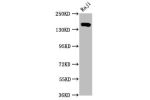 Western Blot<br />
Positive WB detected in:Raji whole cell lysate<br />
All lanes:CD21 antibody at 0.55