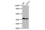 Western Blot<br />
Positive WB detected in:U87 whole cell lysate,Mouse brain tissue<br />
All lanes:GAPDH antibody at 0.31