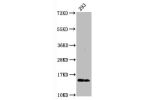 Western Blot<br />
Positive WB detected in:293 whole cell lysate<br />
All lanes:Phospho-Histone H2AX (S139) antibody at 0.23