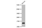 Western Blot<br />
Positive WB detected in:Mouse spleen tissue
All lanes:Hydroxyl-Histone H2A type 1-B/E (Y39) antibody at 1.05