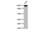 Western Blot<br />
Positive WB detected in:A375 whole cell lysate<br />
All lanes:CD146 antibody at 0.6