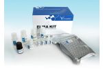 Bovine adrenocorticotropic hormone (ACTH) ELISA kit