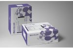 Bovine Alkaline Phosphatase (ALP) ELISA Kit