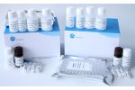 3-NT(3-Nitrotyrosine) ELISA Kit