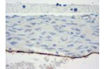 Anti-CD31 (Ms,Sw) from Rat (SZ31) for mouse FFPE tissue
