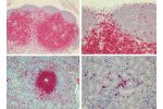 Anti-CD3 e (Ms,Hu,Mo,Ho,Bo,Sw,Rb,Dg,Ca,Mm,Ck,Bi,Fr) from Rat (HH3E) for FFPE tissues