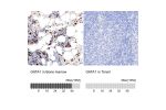Immunohistochemistry analysis in human bone marrow and tonsil tissues using HPA000233 antibody. Corresponding GATA1 RNA-seq data are presented for the same tissues.