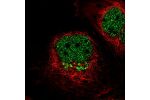 Immunofluorescent staining of human cell line A-431 shows localization to nucleoplasm & the Golgi apparatus.