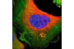 Immunofluorescent staining of human cell line U-251 MG shows localization to plasma membrane, cytosol & actin filaments.