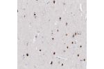 Immunohistochemical staining of human cerebral cortex shows moderate to strong nuclear positivity in neurons.