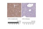 Immunohistochemistry analysis in human cerebral cortex and pancreas tissues using Anti-SYN1 antibody. Corresponding SYN1 RNA-seq data are presented for the same tissues.