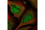 Immunofluorescent staining of human cell line U-2 OS shows localization to nucleoplasm & cytosol.